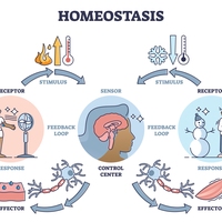 homeostasis