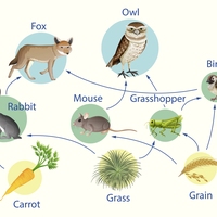 food web