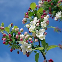spring