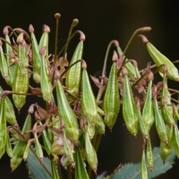 ballistic seed
