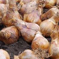 bulb