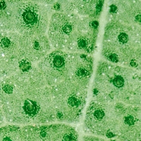stomata
