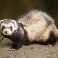 ferret