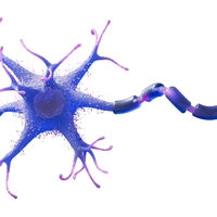 neurones