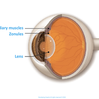 ciliary muscles