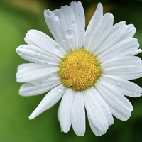 daisy
