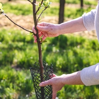 sapling