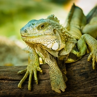 iguana