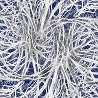 receptor