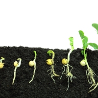 germinate