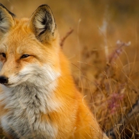 fox