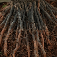 root