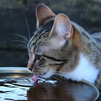 osmoregulation