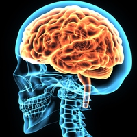 cerebral cortex