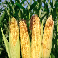 yield