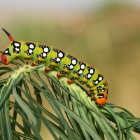 biological control