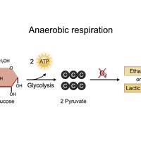 anaerobic