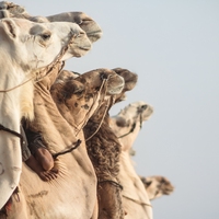 camel