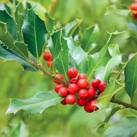 holly bush