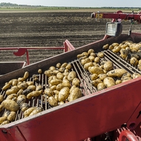 potato