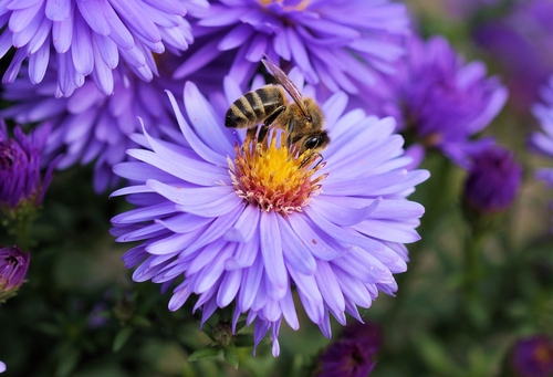 Celebrating World Bee Day and National Conservation Week: Engaging Pupils in Protecting Our Planet