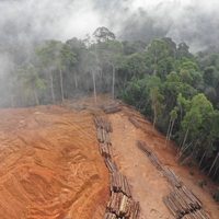deforestation