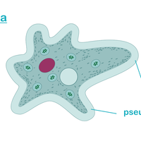 amoeba