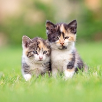 kitten