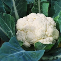 cauliflower