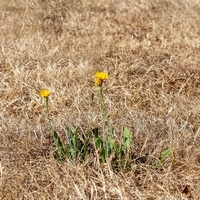 drought