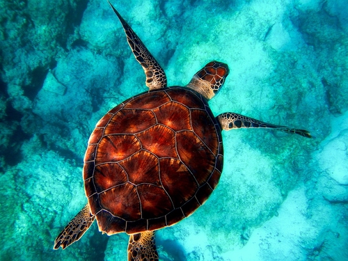 Dive into World Ocean Day with our Free Lesson