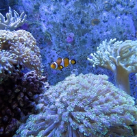 coral bleaching