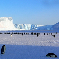 Antarctic