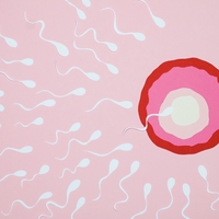 fertilisation