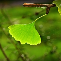 simple leaf