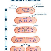binary fission