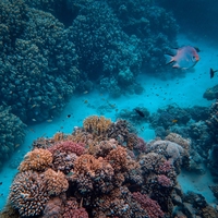 ecosystem