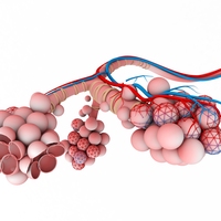 alveoli