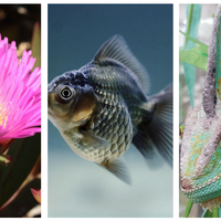 multicellular organism