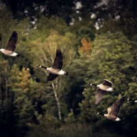 migrate
