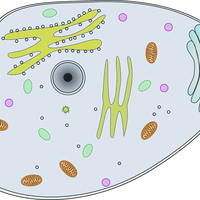 cell wall