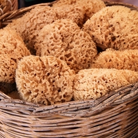 sponge