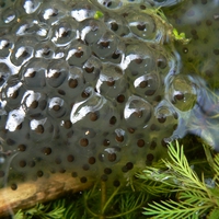 frogspawn