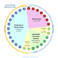 menstrual cycle