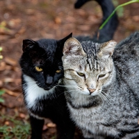 genetic variation