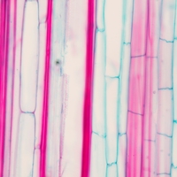 xylem