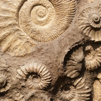 fossil
