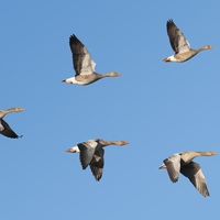migrate