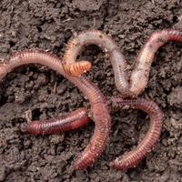 invertebrate