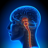 brain stem